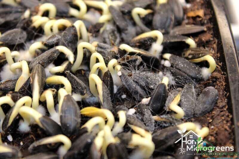 close-up of fungus in sunflower microgreen seeds