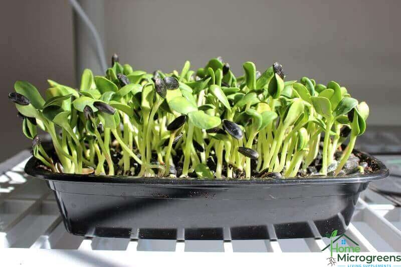 sunflower microgreen tray