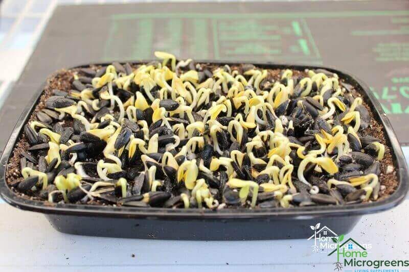growing sunflower microgreen seeds