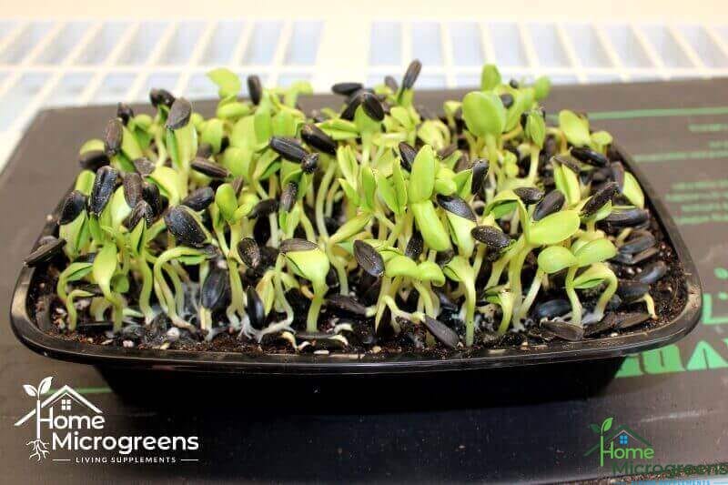 growing-sunflower-microgreens