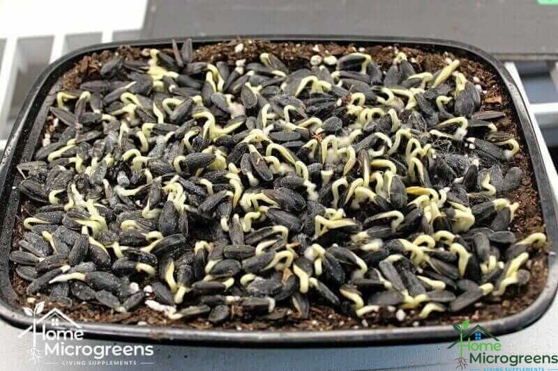 fungus on sunflower seeds