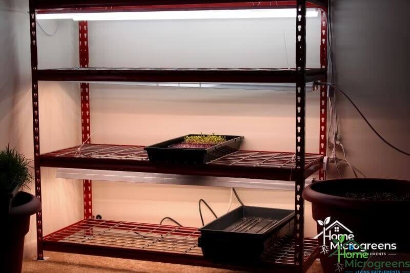 What Are The Best Lights For Microgreens? - Home