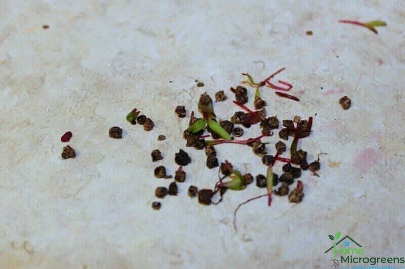 soaked beet microgreen seed husks