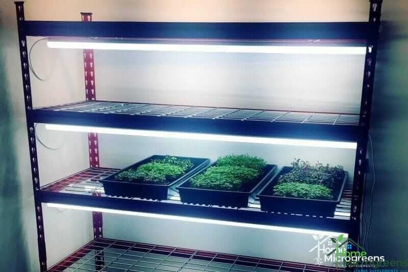 What Are The Best Lights For Microgreens? - Home