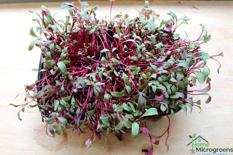 over-watered-bull's-blood-beet-microgreens