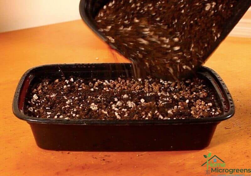dry soil placed over the top of bull's blood beet microgreen seeds