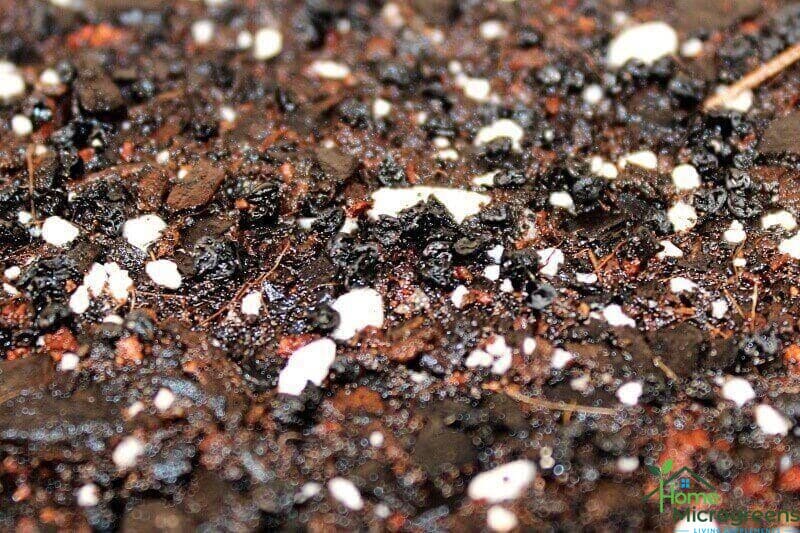 close-up of planted onion microgreen seeds