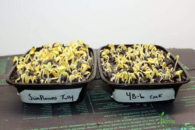 sunflower microgreens 4 days after the start of soaking