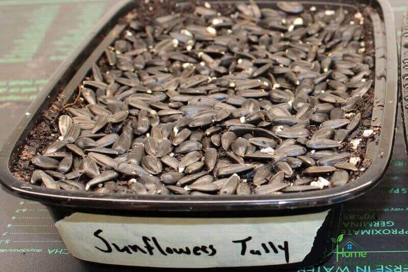 radicles on sunflower seeds