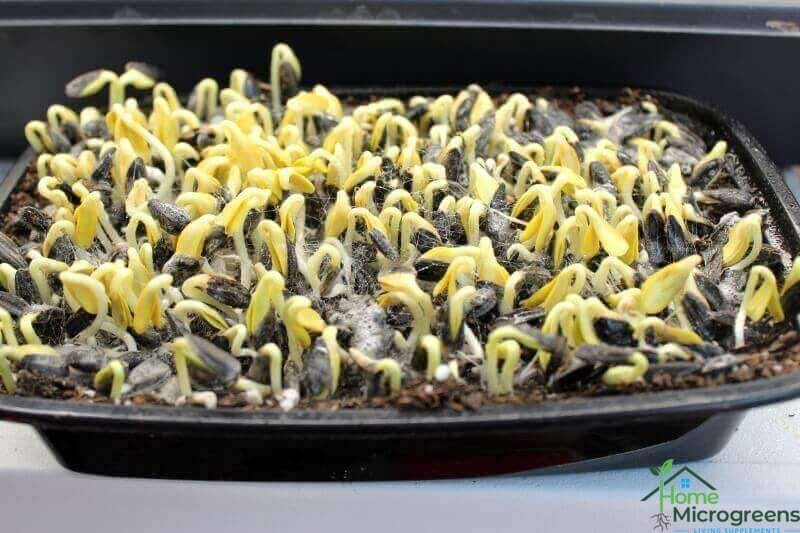 Fungus on sunflower seeds