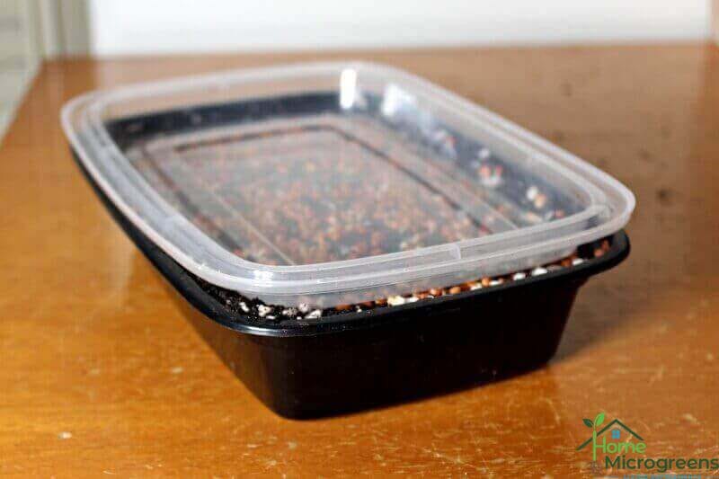 How to put a home microgreens tray lid on seed