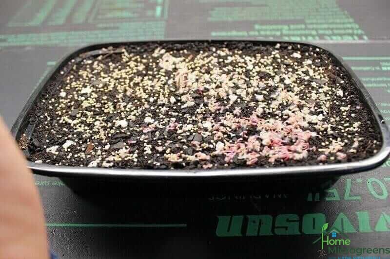 Amaranth microgreens 2 days after sowing