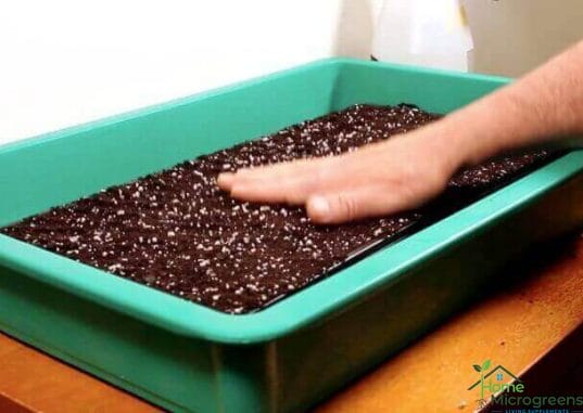 lettuce soil tray