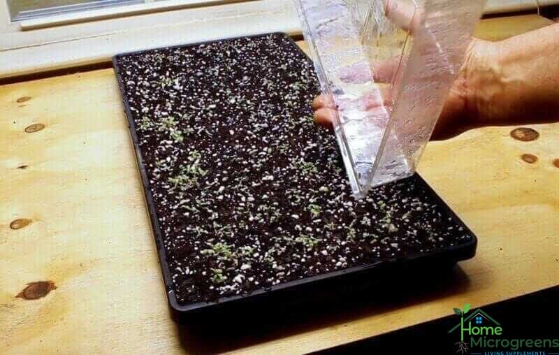 lettuce seeds germinating