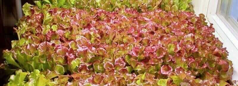 ruby red leaf lettuce