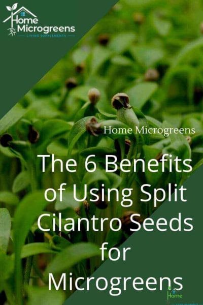 benefits of using spilt cilantro seeds to grow microgreens