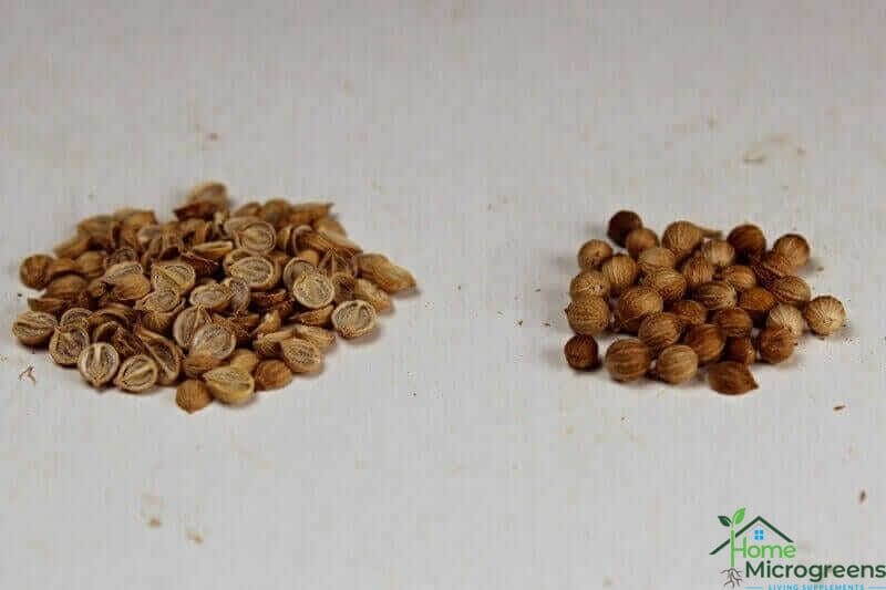 split cilantro microgreen seed and whole coriander seed