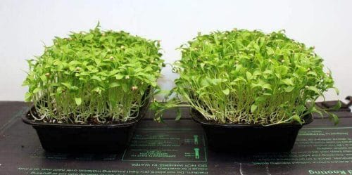 cilantro microgreens grown from split and whole cilantro seed