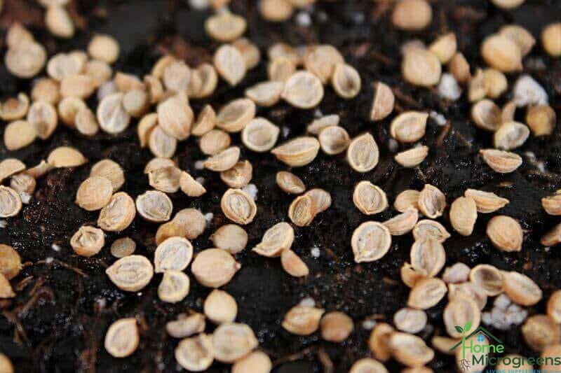 Split-cilantro-seeds-planted-dry