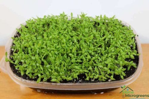 celery microgreens a month after planting.