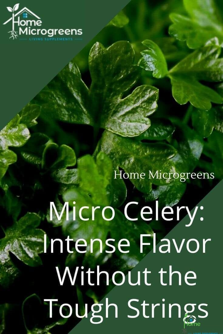 celery microgreens pin