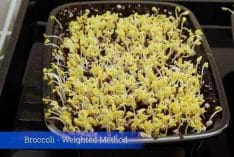 broccoli microgreens grown on reused microgreen soil