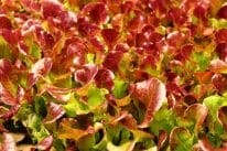 deep red color on outredgeous lettuce