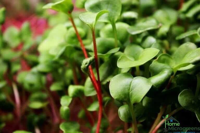 how to grow red radish microgreens