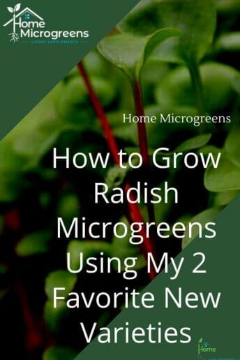 how to grow radish microgreens pin