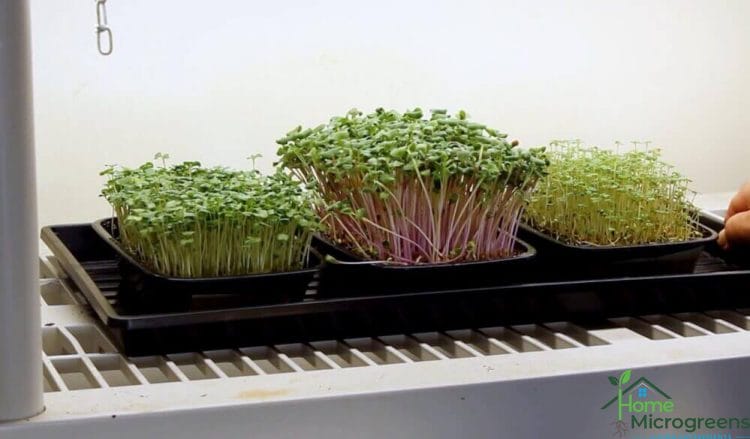 microgreens grown on reused microgreen soil