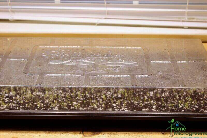 outredgeous lettuce 2-day germination