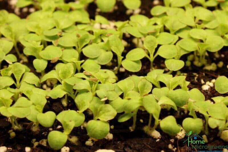 close up of week old outredgeous lettuce seedlings