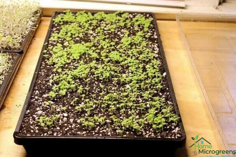outredgeous lettuce seedlings
