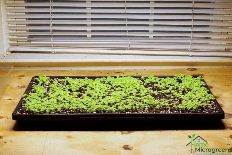 one week after planting lettuce seeds