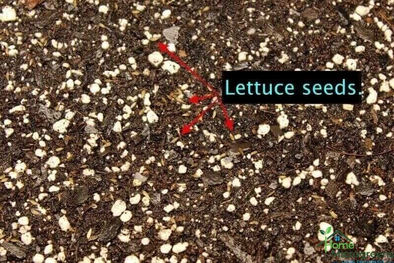 spacing of lettuce seeds