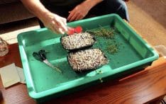 planting wasabi mustard seeds on used microgreen soil