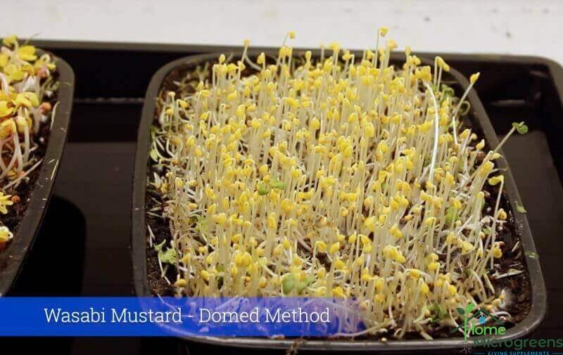 wasabi mustard microgreens grown on reused microgreen soil