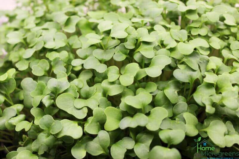 leaf size with home microgreens potting mix