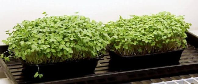 microgreens grown in Espoma potting mix