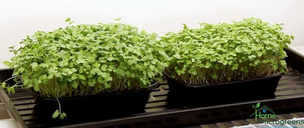 microgreens grown in Espoma potting mix