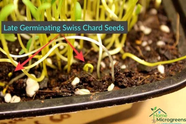 late germinating swiss chard seeds