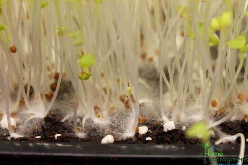 mold on microgreen stems