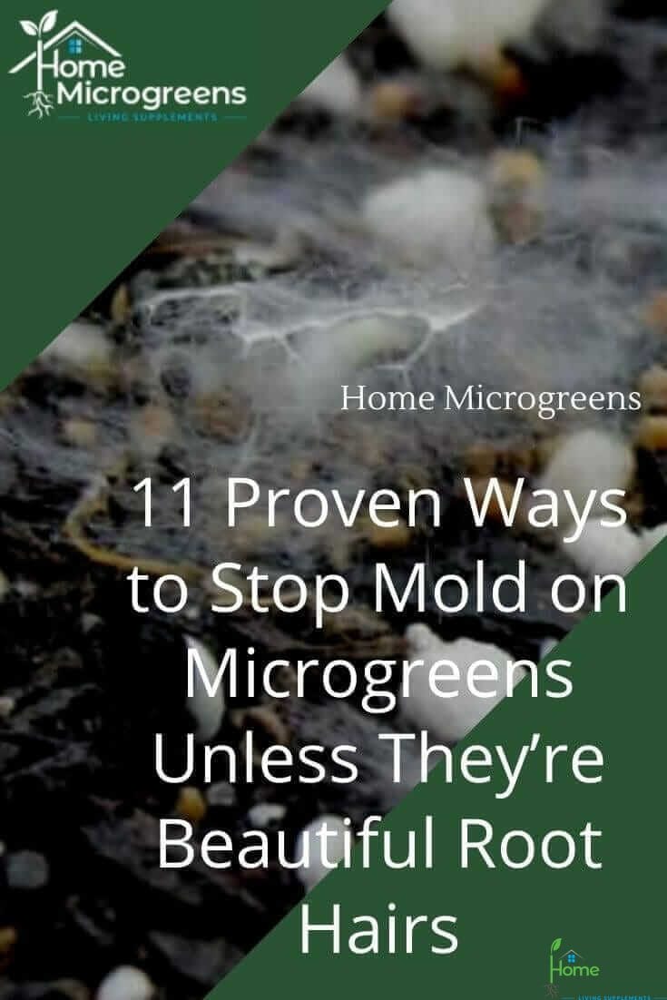 stopping mold on micorgreens