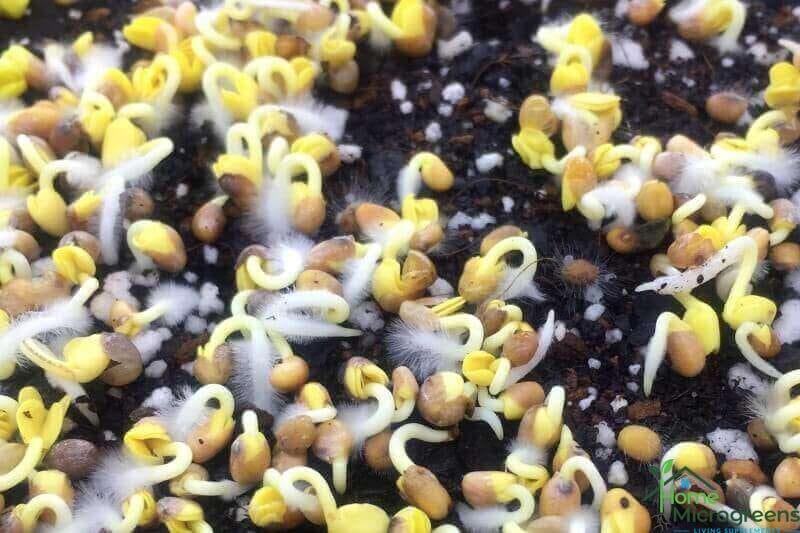 not mold on microgreens but root hairs