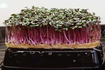 terrafibre-grow-mat-for-microgreens