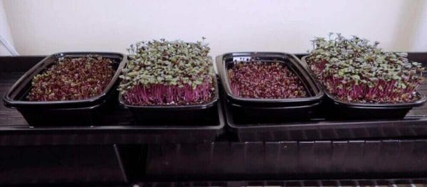 microgreens grown with liquid organic fertilizer