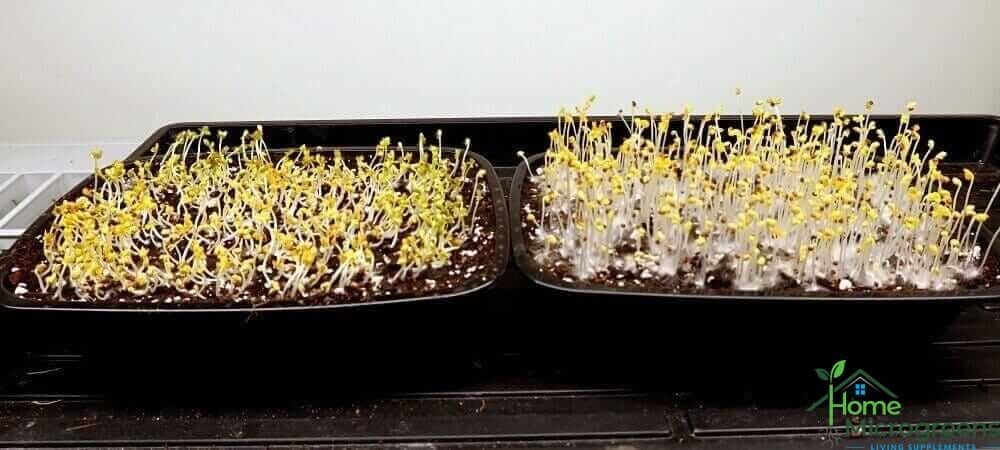 mustard microgreens ready for light