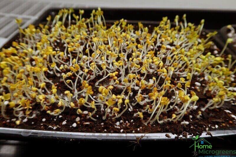 mustard microgreens out of weighted blackout
