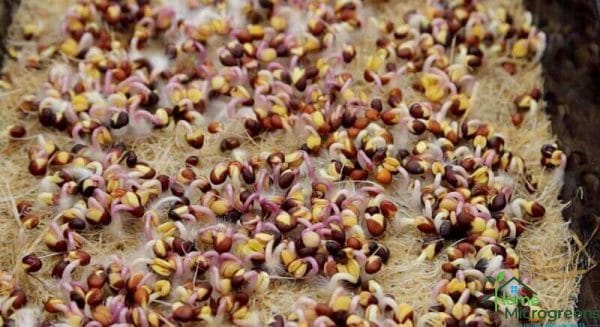 red cabbage microgreens germinating on terrafibre grow mat