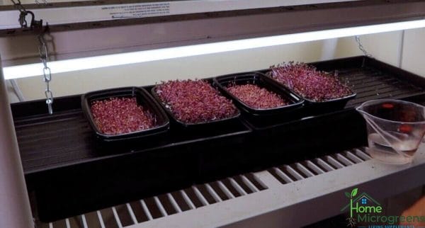 four trays of red cabbage microgreens